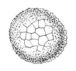 Orthotrichum crassifolium subsp. crassifolium, spore. Drawn from D.H. Vitt 2316, CHR 556093.
 Image: R.C. Wagstaff © Landcare Research 2017 